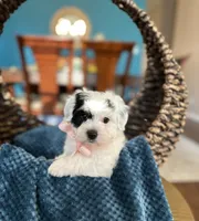 Gracie, a female Havachon for sale in Dallas, TX – 1 of 3