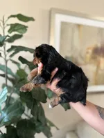 Billy, a male Yorkshire Terrier for sale in Dallas, TX – 2 of 3