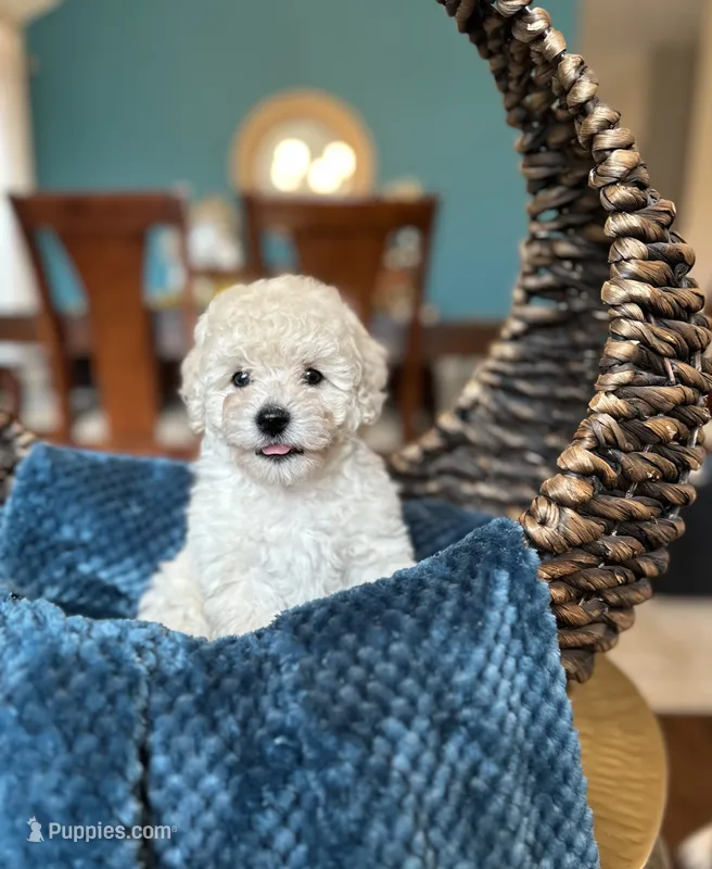 Tom – Poodle - Miniature  puppy for sale in Dallas, TX