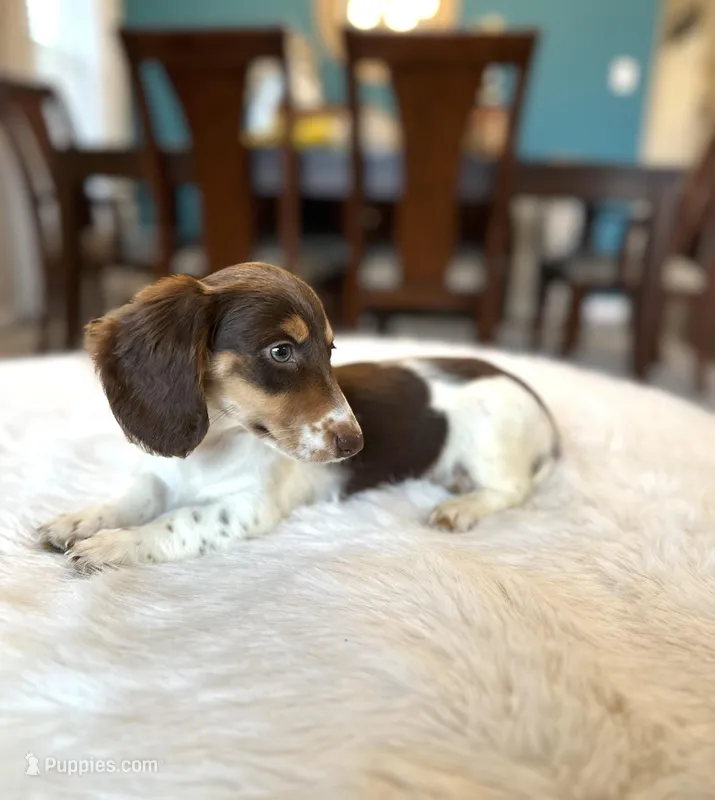charlie  – Miniature Dachshund puppy for sale in Dallas, TX