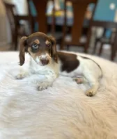 charlie , a male Miniature Dachshund for sale in Dallas, TX – Photo 2 of 3