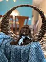 Max, a male Cocker Spaniel for sale in Dallas, TX – 3 of 3
