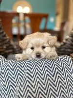 Toby, a male Pomapoo for sale in Dallas, TX – 2 of 3