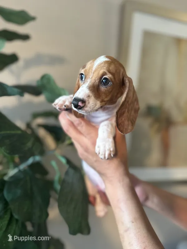 Dexter  – Miniature Dachshund puppy for sale in Dallas, TX