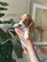 Dexter , a male Miniature Dachshund for sale in Dallas, TX – 1 of 3