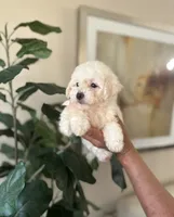 Marshmallow , a female Maltipoo for sale in Dallas, TX – 2 of 3