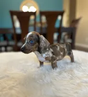 Jasper, a male Miniature Dachshund for sale in Dallas, TX – 2 of 4