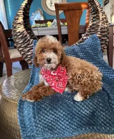 Duke, a male Poodle - Miniature  for sale in Dallas, TX – 2 of 3