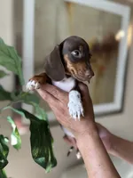 Brandy , a male Miniature Dachshund for sale in Dallas, TX – 2 of 3