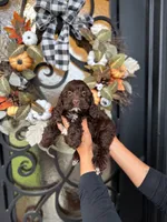 Duke, a male Cockapoo for sale in Dallas, TX – 2 of 3