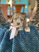 Sadie , a female Cockapoo for sale in Dallas, TX – 1 of 3