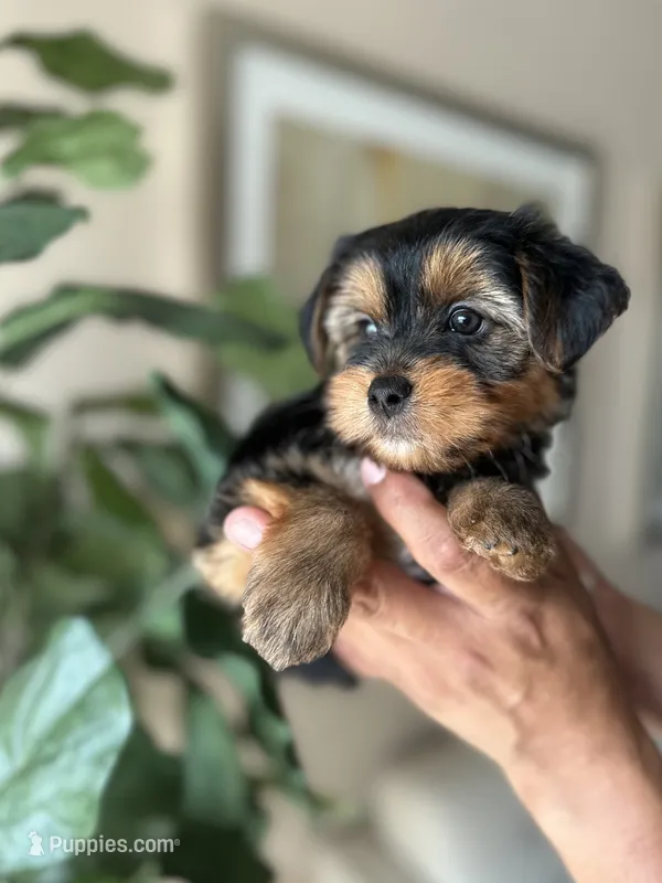 Layla  – Yorkshire Terrier puppy for sale in Dallas, TX