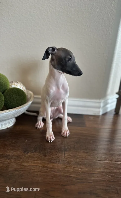 Chloe  – Italian Greyhound puppy for sale in Dallas, TX