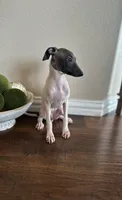 Chloe , a female Italian Greyhound for sale in Dallas, TX – 1 of 3