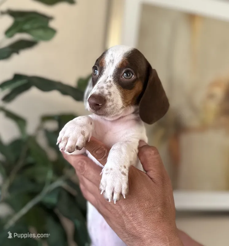 Lulu, a female Miniature Dachshund for sale in Dallas, TX – 1 of 3