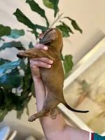 Lucy , a female Miniature Dachshund for sale in Dallas, TX – 3 of 3