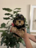 Lola , a female Yorkshire Terrier for sale in Dallas, TX – Photo 2 of 3