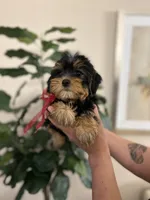 Lola , a female Yorkshire Terrier for sale in Dallas, TX – Photo 1 of 3