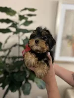 Lola , a female Yorkshire Terrier for sale in Dallas, TX – Photo 3 of 3