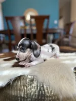 Brandy , a male Miniature Dachshund for sale in Dallas, TX – 3 of 3