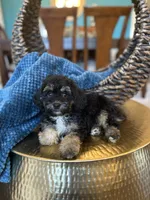 Henry, a male Poodle - Miniature  for sale in Dallas, TX – 3 of 3
