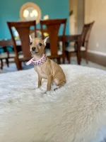 Bambi , a female Miniature Pinscher for sale in Dallas, TX – 3 of 3