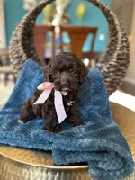 Bella, a female Cockapoo for sale in Dallas, TX – 3 of 3
