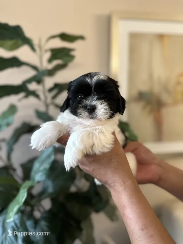 Panda  – Shih Tzu puppy for sale in Dallas, TX