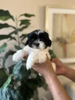 Panda , a male Shih Tzu for sale in Dallas, TX – 1 of 2