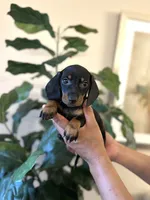 Sadie, a female Miniature Dachshund for sale in Dallas, TX – 1 of 3