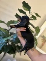 Brandy , a male Miniature Dachshund for sale in Dallas, TX – 2 of 3