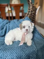 Missy , a female Poodle - Toy  for sale in Dallas, TX – Photo 2 of 3