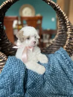 Missy , a female Poodle - Toy  for sale in Dallas, TX – Photo 3 of 3