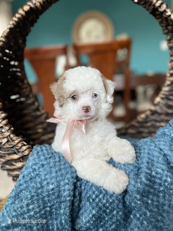 Missy  – Poodle - Toy  puppy for sale in Dallas, TX