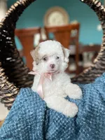 Missy , a female Poodle - Toy  for sale in Dallas, TX – Photo 1 of 3