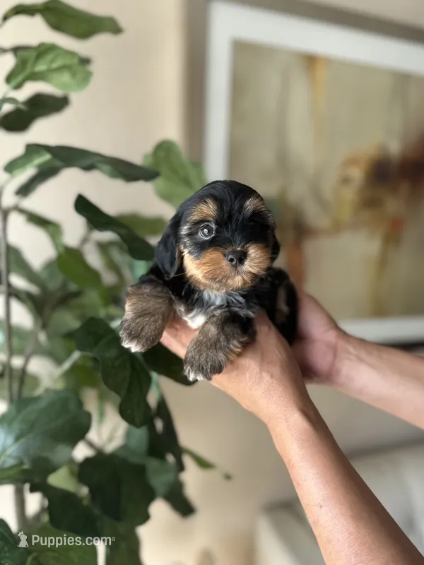 Tobby  – Yorkshire Terrier puppy for sale in Dallas, TX
