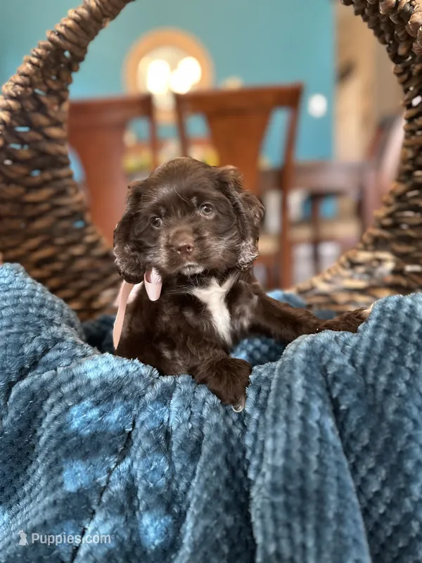 Roxxy – Cocker Spaniel puppy for sale in Dallas, TX
