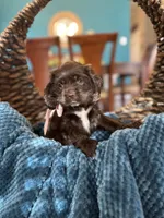 Roxxy, a female Cocker Spaniel for sale in Dallas, TX – 1 of 3