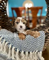 Archie, a male Yorkshire Terrier for sale in Dallas, TX – 3 of 3