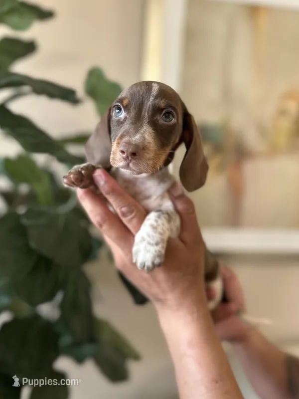 Brandy  – Miniature Dachshund puppy for sale in Dallas, TX