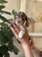 Brandy , a male Miniature Dachshund for sale in Dallas, TX – 1 of 3
