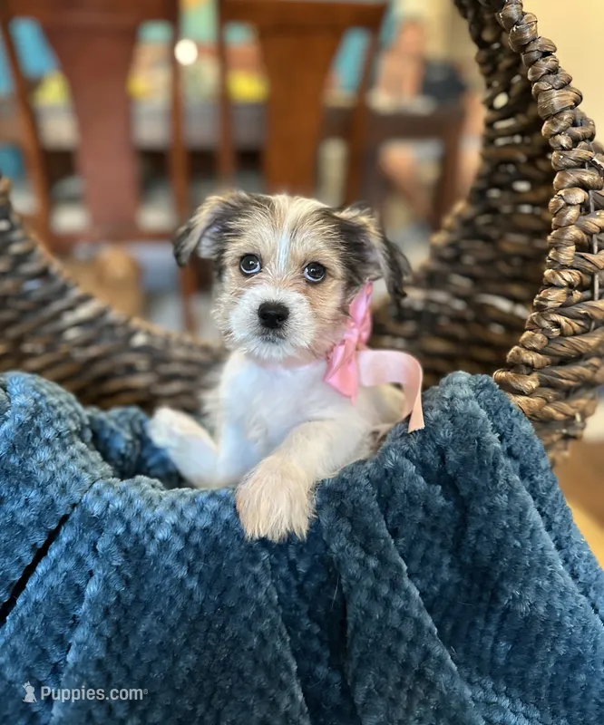 Zoe  – Yorkipoo puppy for sale in Dallas, TX