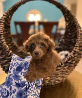 Bear , a male Poodle - Miniature  for sale in Dallas, TX – 2 of 2