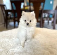 Ghost, a male Pomeranian for sale in Dallas, TX – 2 of 3