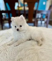 Ghost, a male Pomeranian for sale in Dallas, TX – 1 of 3