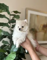 Ghost, a male Pomeranian for sale in Dallas, TX – 3 of 3