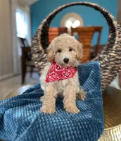 Max , a male Goldendoodle for sale in Dallas, TX – 3 of 3