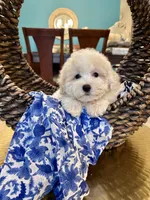 Snow, a male Poodle - Miniature  for sale in Dallas, TX – 2 of 3