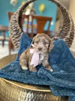 Sadie , a female Cockapoo for sale in Dallas, TX – 3 of 3