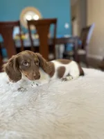 Roxxy , a female Miniature Dachshund for sale in Dallas, TX – 3 of 3